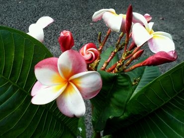 開花した「プルメリア」の甘い香りが漂っています（＾-＾）｜「鈴木園芸生花店」　（埼玉県和光市の花キューピット加盟店 花屋）のブログ