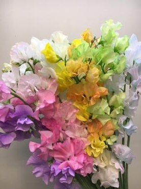 『２０２１　スイートピーフェア開催』|「鈴木園芸生花店」　（埼玉県和光市の花屋）のブログ